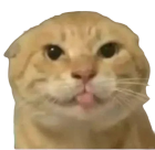 :maodie_ciallo:
