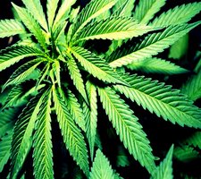 listen when you're stoned