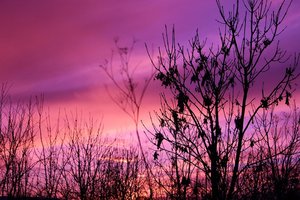 anesthesia for a heart