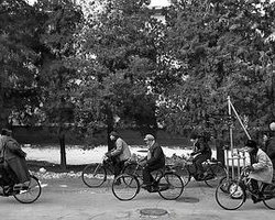 Flowers From The Ashes