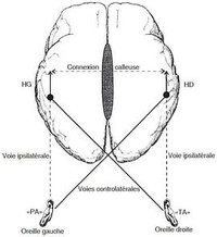Empirical Study on the Influence of Sound on the Persistence of Vision