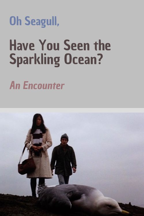 Oh Seagull, Have You Seen the Sparkling Ocean? An Encounter