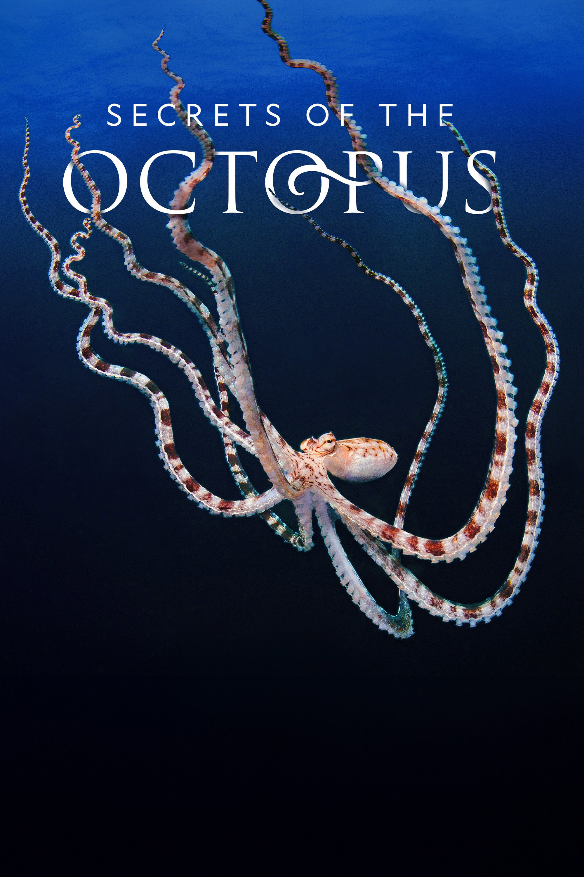 Secrets of the Octopus (Miniseries)