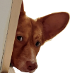 Emoji peaking_dog