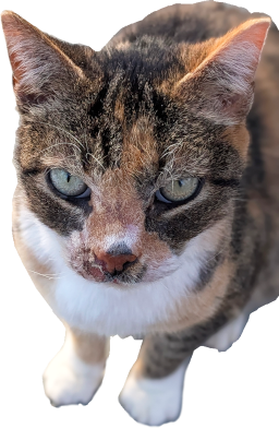 Emoji charlene_the_cat