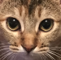 Emoji hanicat