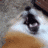 Emoji screaming_fox