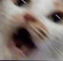 Emoji gatoSusto