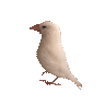 Emoji jumping_javasparrow