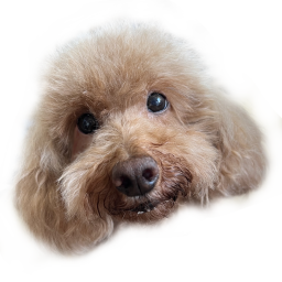 Emoji realdog_toypoo