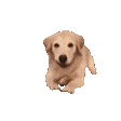 Emoji dog_comingtoyou