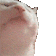 :catJAM: