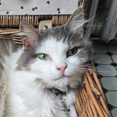 Avatar for Cat Keeper