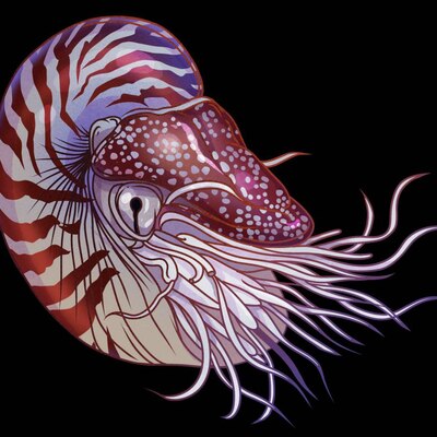 Avatar for 螺🐚