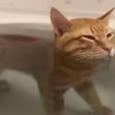 Avatar for 无业游民的猫