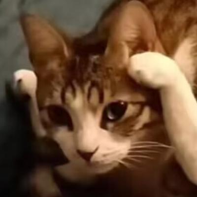 Avatar for 请喊我去画画的猫