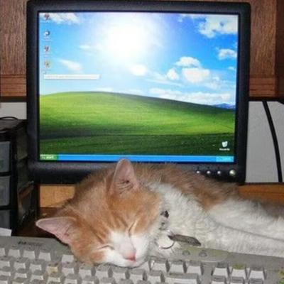 Avatar for 打工预备的猫