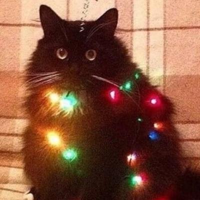 Avatar for 请喊我去画画的猫（圣诞版）
