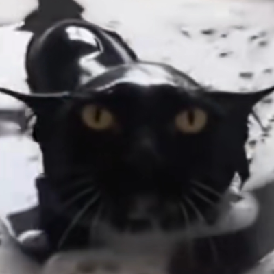 Avatar for 弱智的猫