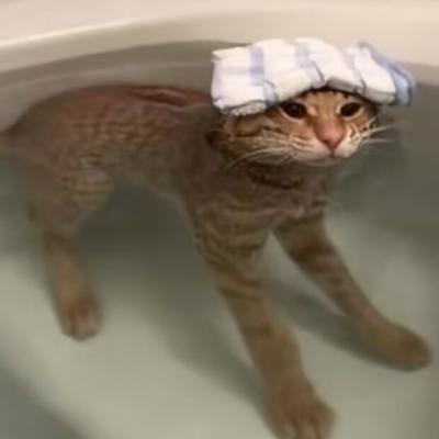 Avatar for 请喊我去画画的猫