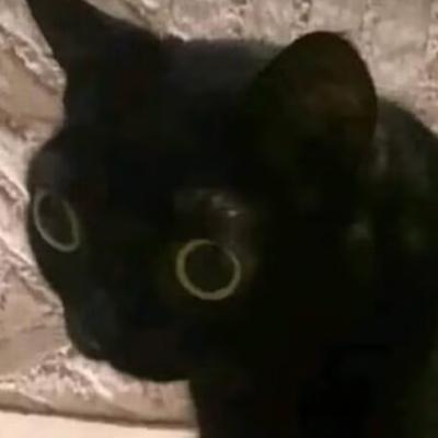 Avatar for 弱智的猫