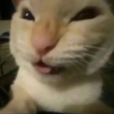 Avatar for 猫猫祟祟的猫
