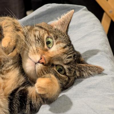 Avatar for 杀兄逼父但清纯善良的小猫🐱