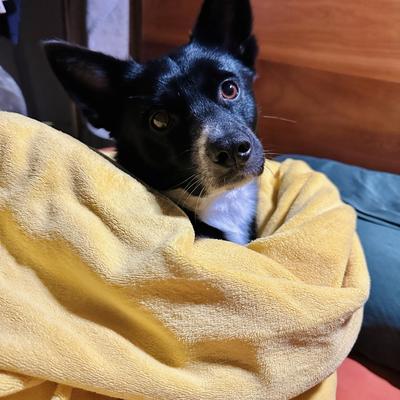 Avatar for 发财的茉莉