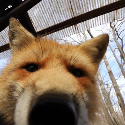 Avatar for 南狐 | SouthFox 🌻 :emacs: 🍃
