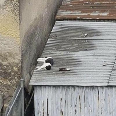 Avatar for 啊啊啊啊啊