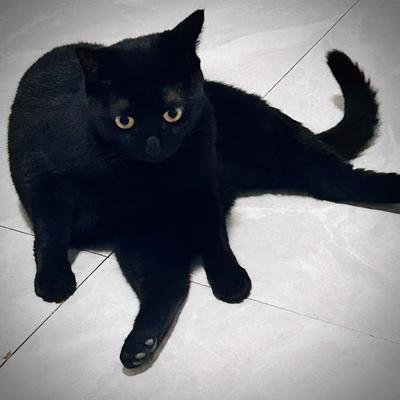 Avatar for 互联网幽灵黑猫版