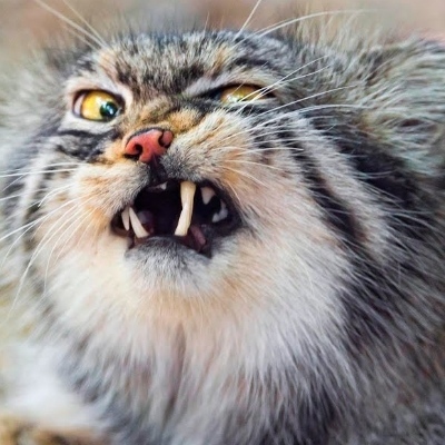 Avatar for jj the Santa Barbarian