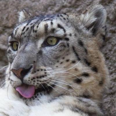 Avatar for jj the Santa Barbarian