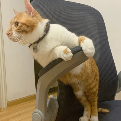 Avatar for 白白白白白