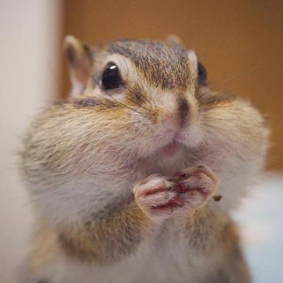 Avatar for 懂球帝（穿越之在绿宗当腐女皇帝版 :meow_alien:）