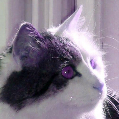 Avatar for Felix Yan 🦊