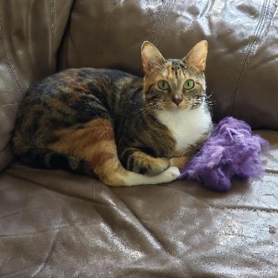 Avatar for Sand Hill Thicket