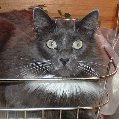 Avatar for *sparkling anxiety* Elf-elyn