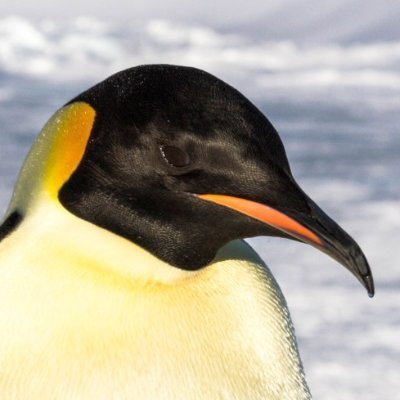 Avatar for Polar Observer