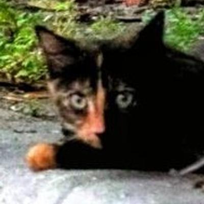 Avatar for KrissyKat