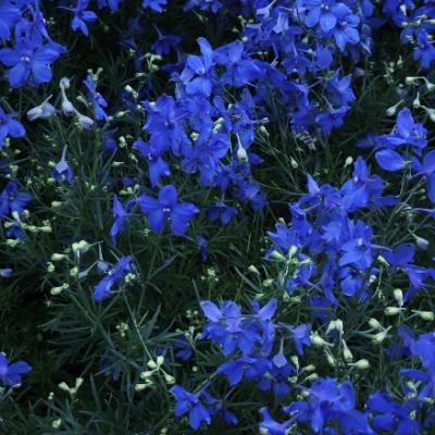 Avatar for 萬歳千唱