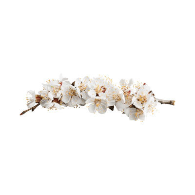 Avatar for Daily Haiku Prompt