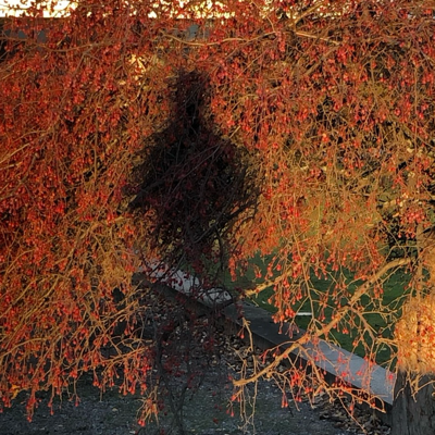 Avatar for TAVAlonia