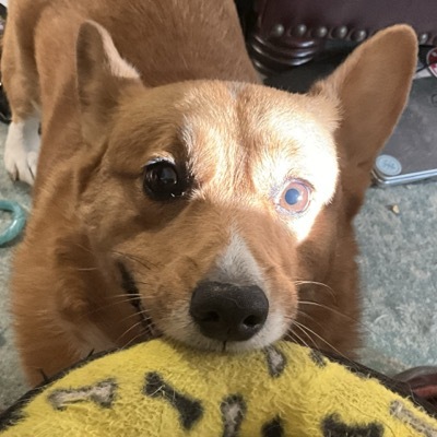 Avatar for Max Gregroom