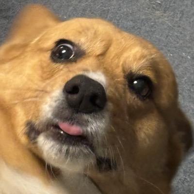 Avatar for The Gregzone