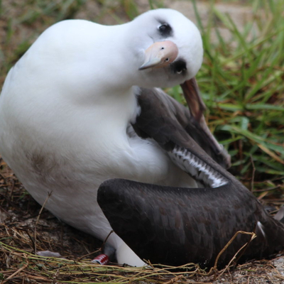 Avatar for Albatross