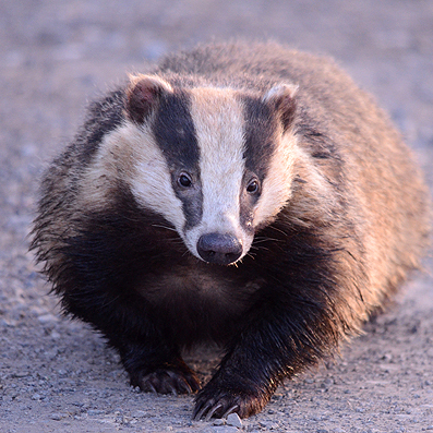 Avatar for Badger AF (he/him) DEMOCRACY