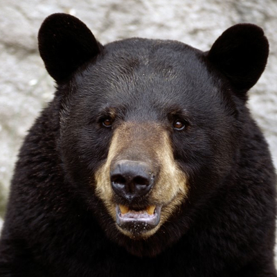 @riggbeck@mastodon.social