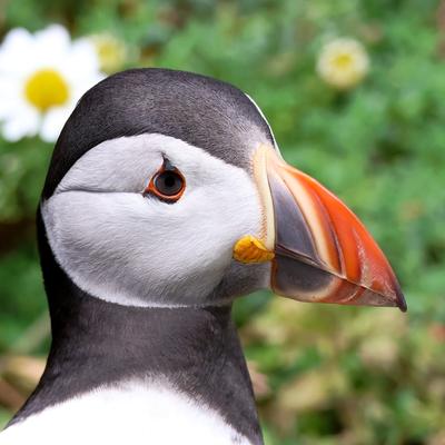 Avatar for Nature with Steve