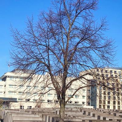 Avatar for Lluís Miquel Soto ✊🏿⛏️💪!